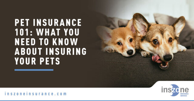 Pet Insurance 101: What You Need to Know About Insuring Your Pets