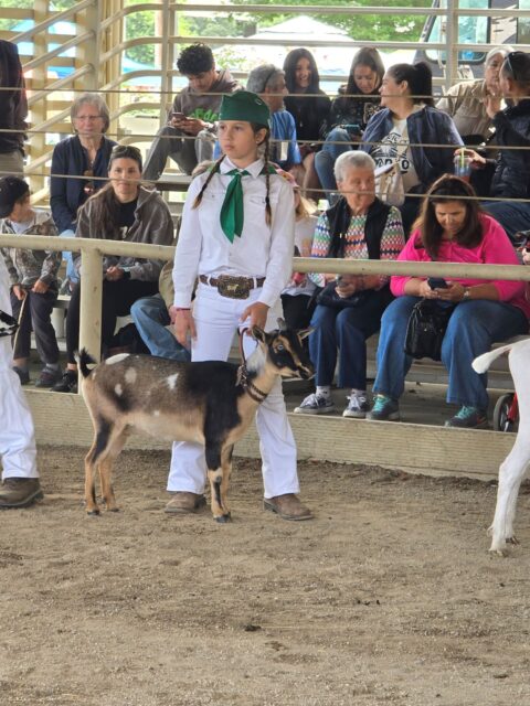 Community Spotlight: Amber Harder Supports Yolo County 4-H on Farm ConnectionDay